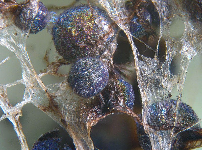 Lamproderma pulveratum